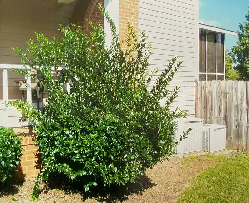 Before bush trimming