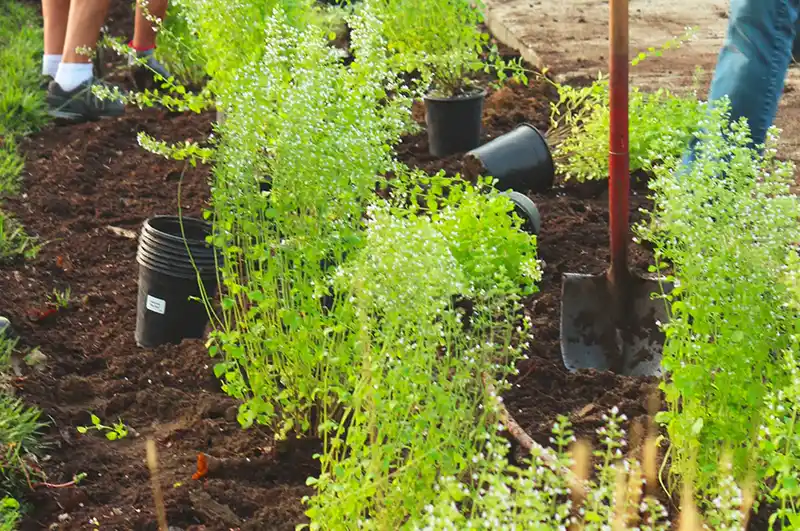 planting service Sandpoint Planting Services