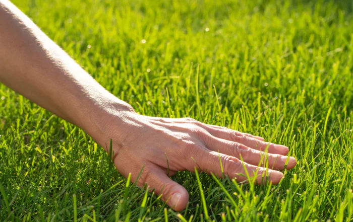 lawn care for beginners